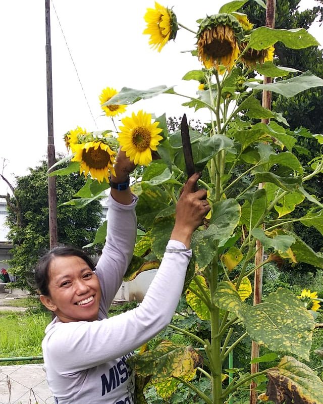 Super Indo Berkebun tweet media