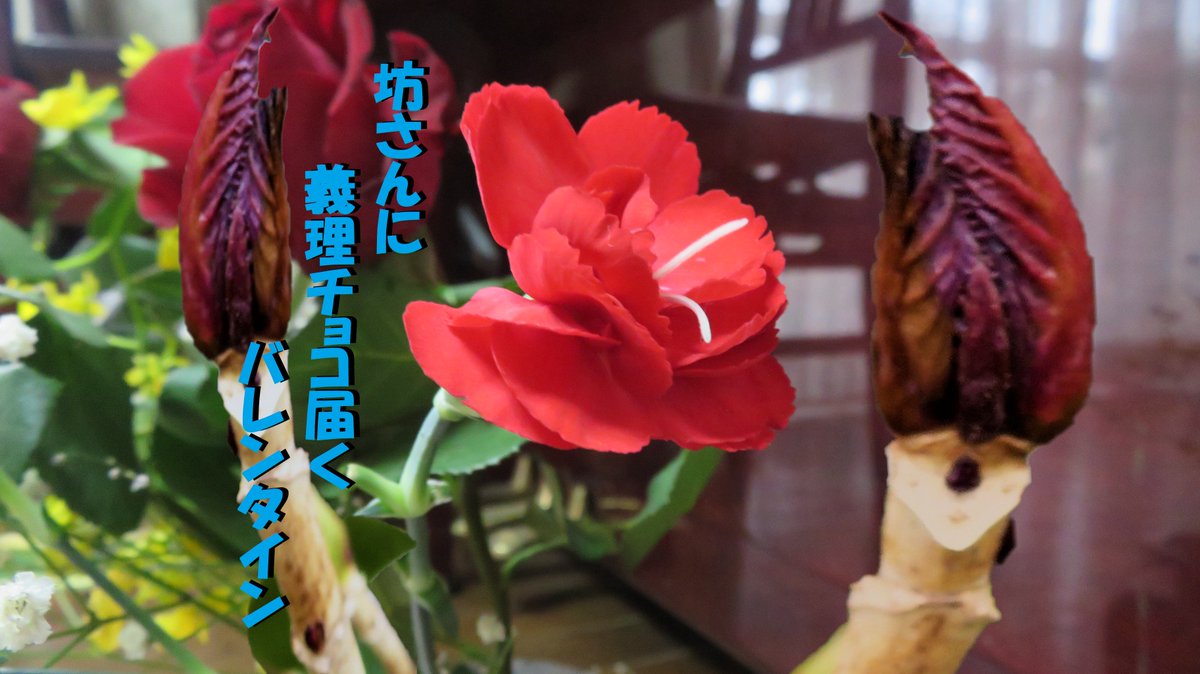 アジサイの冬芽