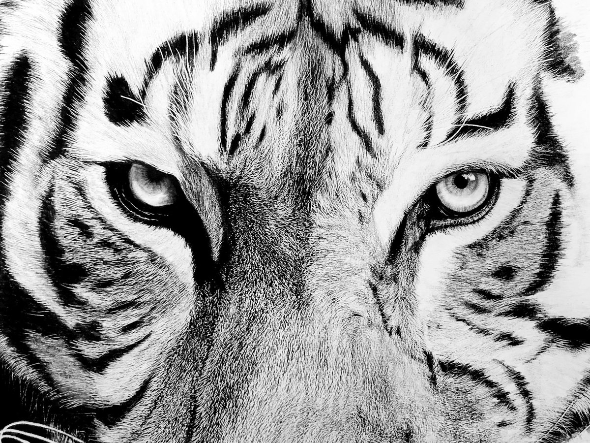 松田辰也 V Twitter 鉛筆のみ サイズで虎をカキカキ ここからが本番 手を抜かず 丁寧な絵を心がけて 虎の美しさを白黒のみで表現