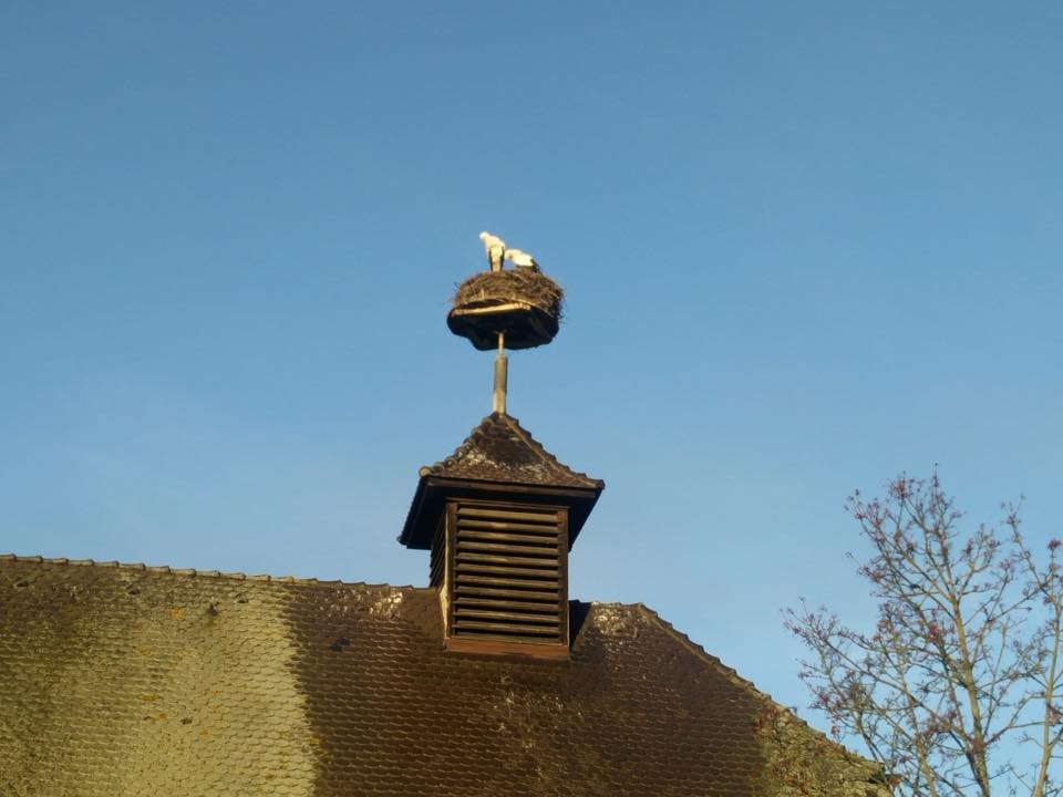 Wiosna w Alzacji? Bociany, (jak dzisiaj rano odkryłam) mimo lekkiego mrozu mają się tutaj świetnie. Ptaki te już nie odlatują do ciepłych krajów... W Strasburgu są dokarmiane mrożonymi żabami importowanymi ponoć z Węgier.