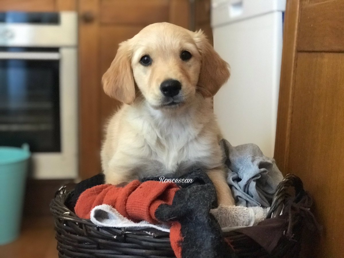 roncescan's tweet photo. #Enamorado 💕 #sanvalentin #roncescan #retriever #goldenretriever #goldenretrivers #goldenretrievers #goldenretrieverpuppy #goldenretrieverlovers #epilepsia #epilepsy #alertamedica #alertdog #medicalalertdog #medicalalertservicedog #medicalalertdogintraining #medicalertdog https://t.co/eMYipHZGmM
