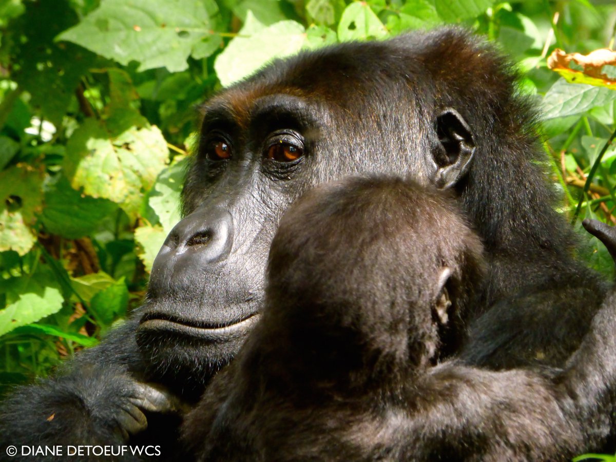 WCS RD Congo tweet media