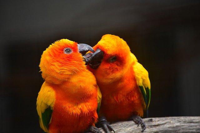 Smiley Animal Planet tweet media