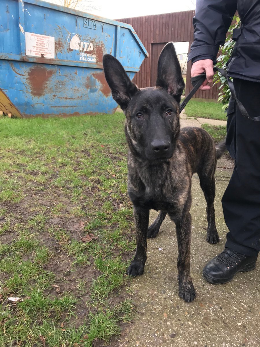 EssexPoliceUK's tweet photo. Meet Trainee #PoliceDog Buddy. He’s five months old, being looked after by one of our dog handlers and currently growing into his ears! 

He’s due to start his training course with @EPDogSection in approx seven months which will prepare him to police the streets of #Essex. https://t.co/1ufJWpxy6I
