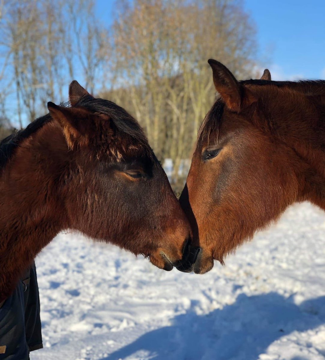 Lucknam Park, Emblems Collection tweet media
