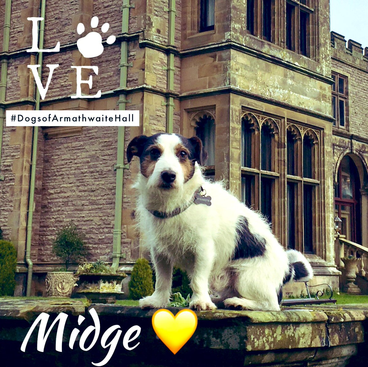 Midge likes to wear his heart on his side rather than his sleeve ❤️ Happy Valentine’s Day, ❤️ from Midge #ValentineDay
#dogsofarmathwaitehall #dogsoftwitter