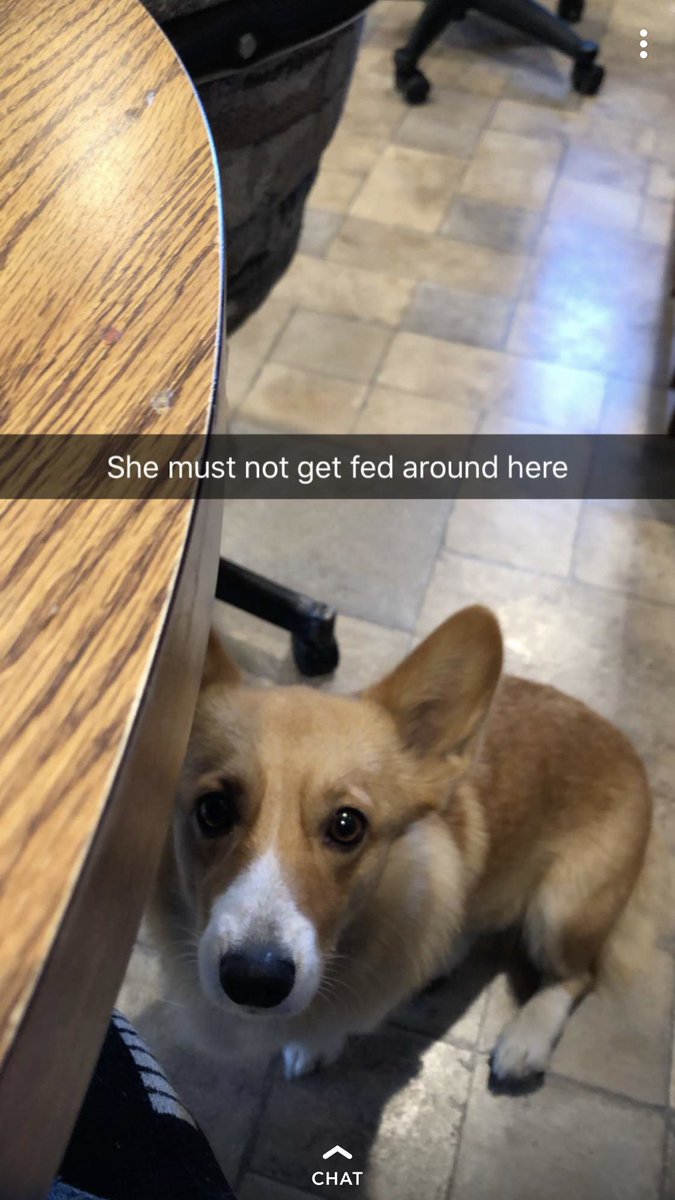 conway_kailey's tweet photo. Lol @coreyconway22 the best funcle of the dog world https://t.co/myWyrPHuyz