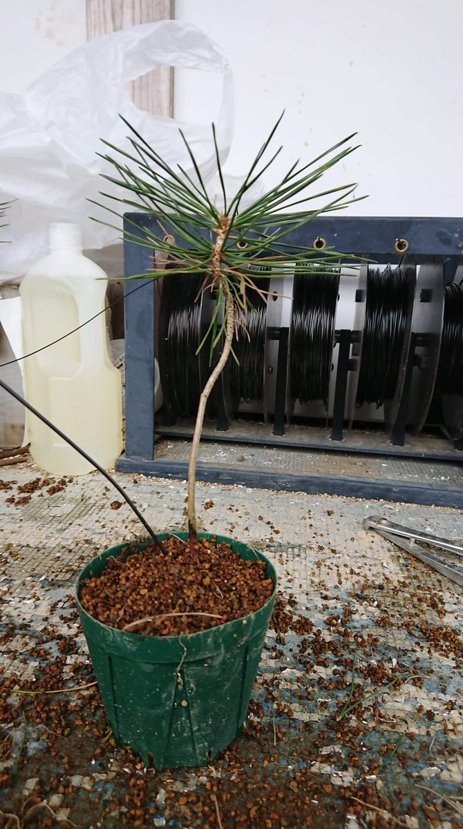 What Happened To Dichondra Lawns Orange County Register