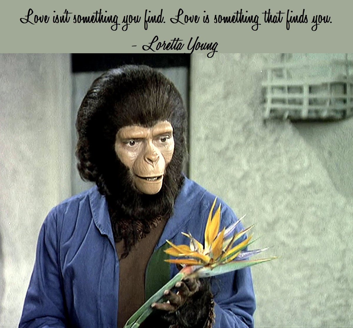 POTANexus's tweet photo. #Valentines #Love #FindingLove
#PlanetoftheApes #POTA #POTATV #ClassicTV #LorettaYoung
#JacquelineScot as Dr. Kira, Galen's (#RoddyMcDowall) former lover
from the episode 'The Surgeon' https://t.co/F2RQWtidB2