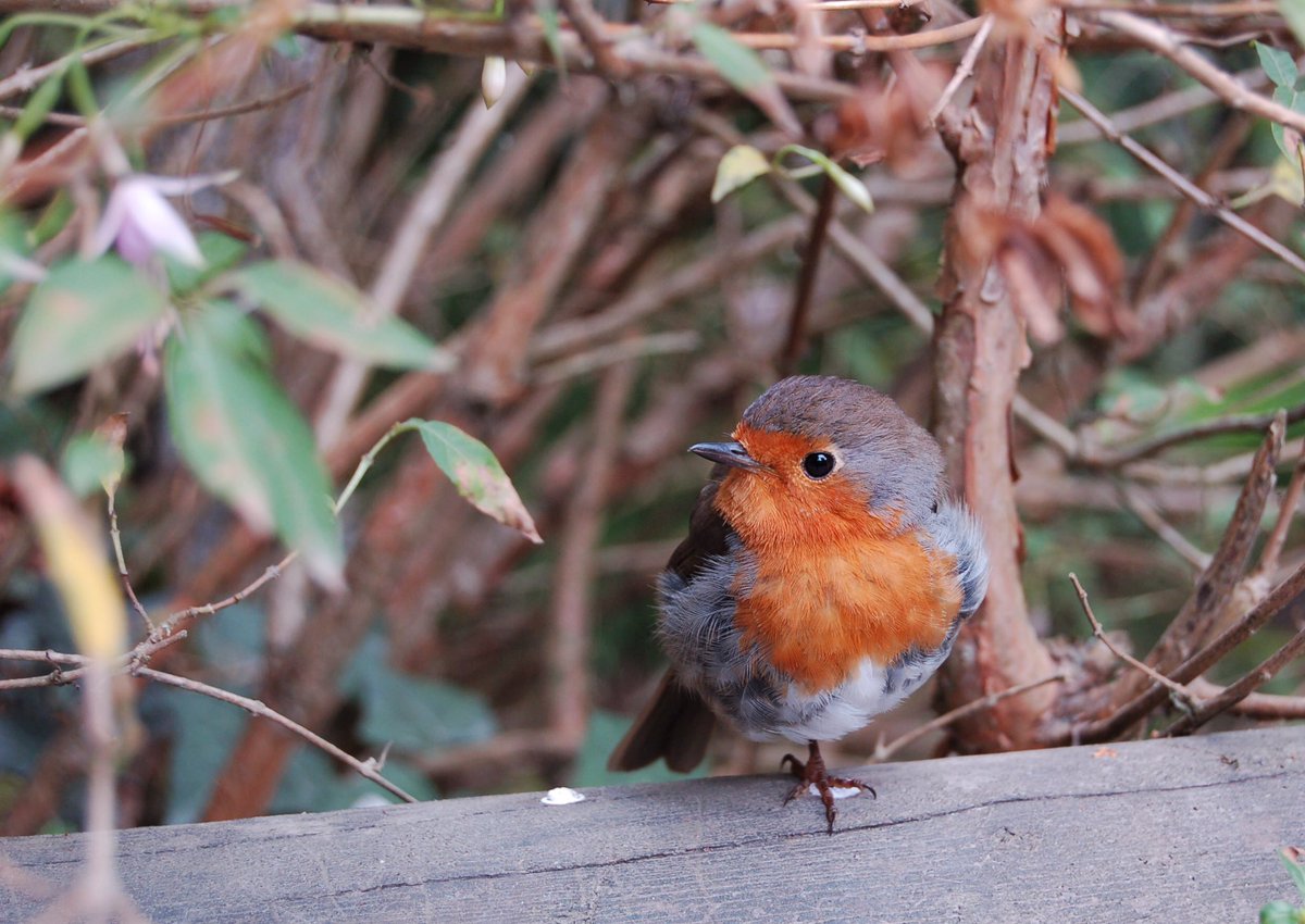 richardlittleda's tweet photo. When the radio won’t play ...and you hear birdsong through the window instead. #firstworldblessings https://t.co/T9dPDcsQoz