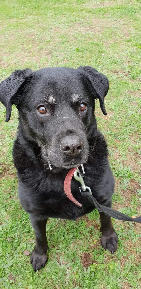 #Valentines #ValentinesDay 
#ThursdayThoughts 
#GreatNews Storm got #ADOPTED 
#Congratulations #rescuedogs