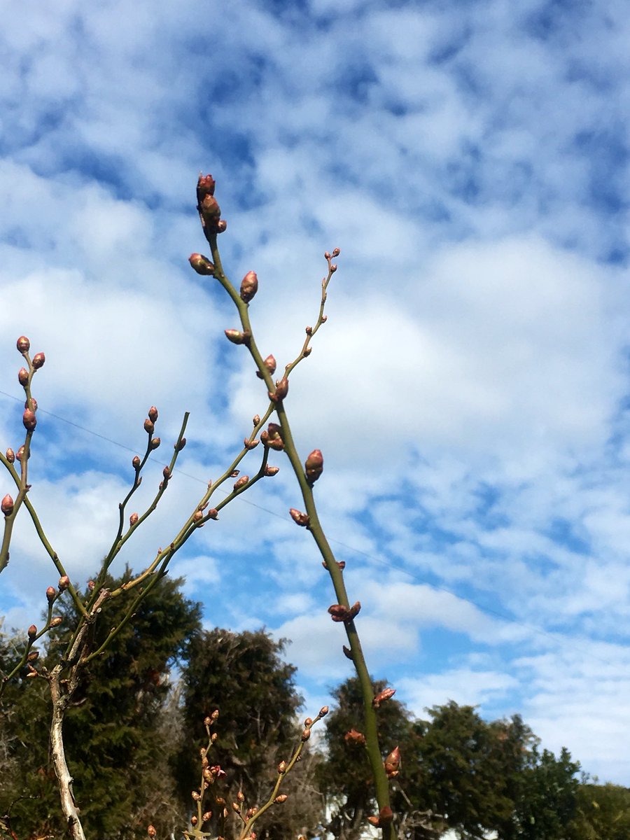 Gakuji ２月１４日 今日もブルーベリー剪定 花芽がだいぶ膨らんできた 今年は暖かいからかな 来週には開花しそうな予感 ブルーベリー 開花