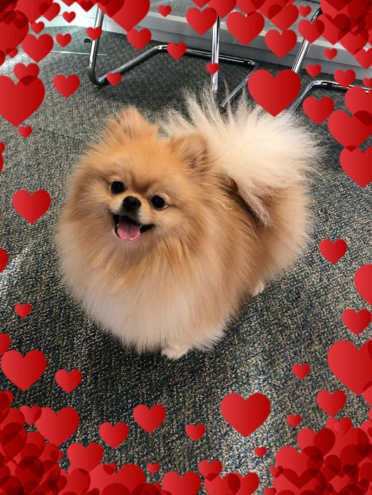 Happy Valentine's Day! Sharing the love with Laragh’s little resident pooch, Bella. #Valentines