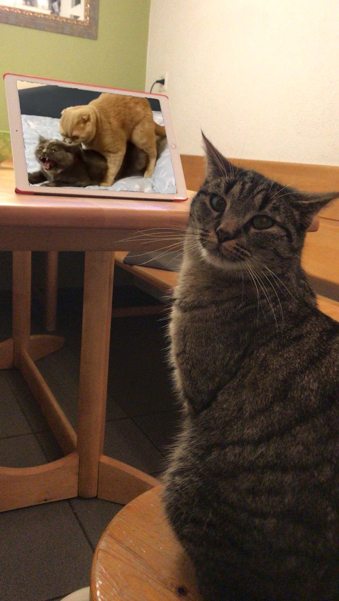 カプティモ tweet media