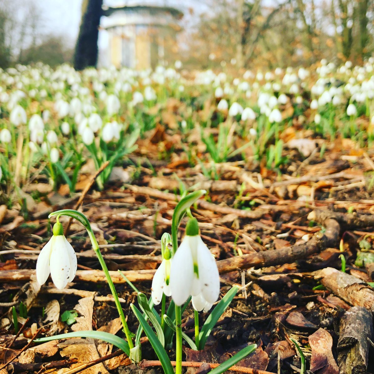 Habt einen tollen Tag, das Wochenende wird toll und der Lousberg blüht schon. @PresseamtAachen #Aachen #Spring