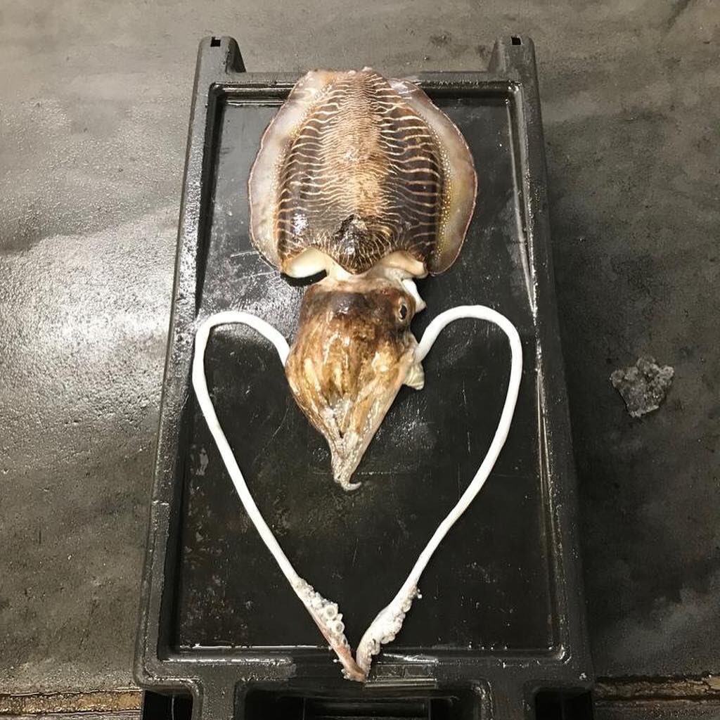 Brixham Fish Market tweet media