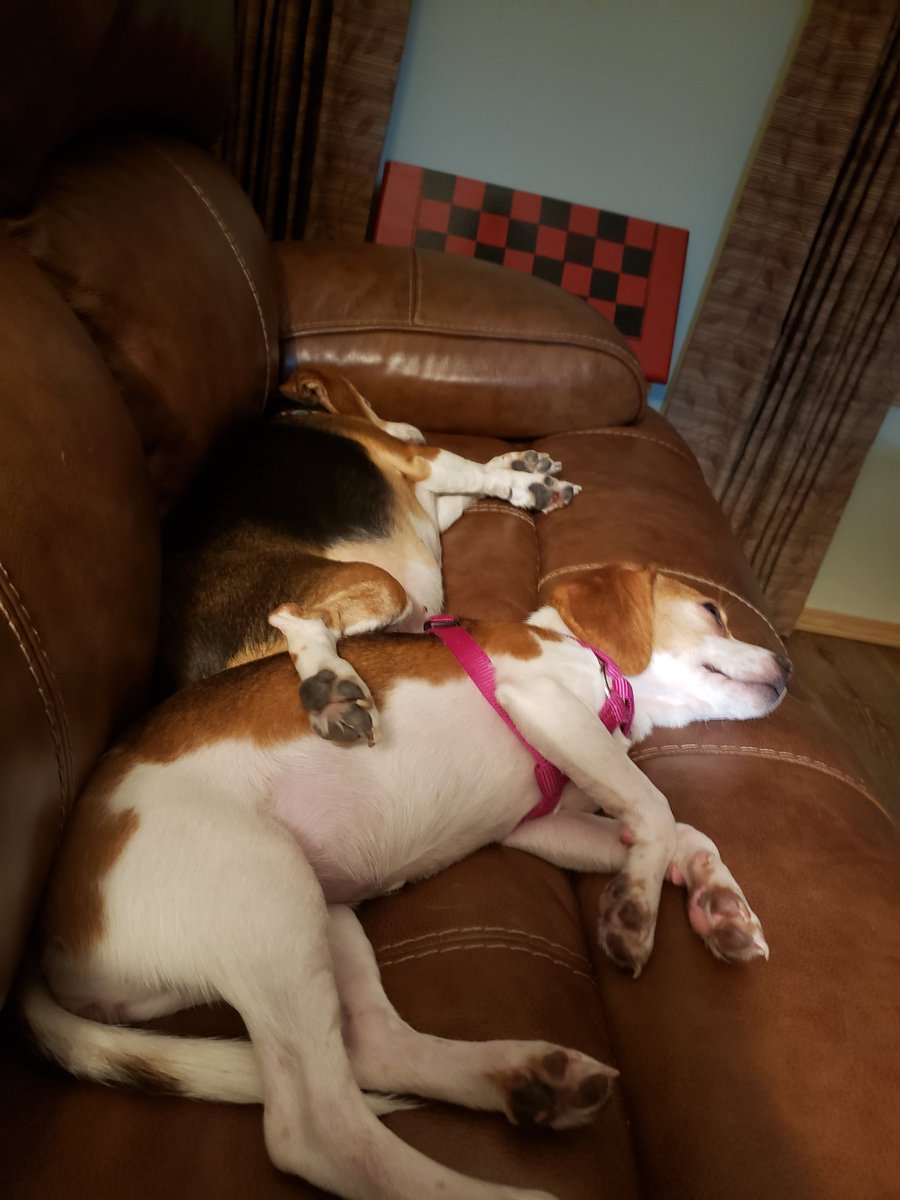 Daffy Beckley (@beckleydaffy) on Twitter photo 