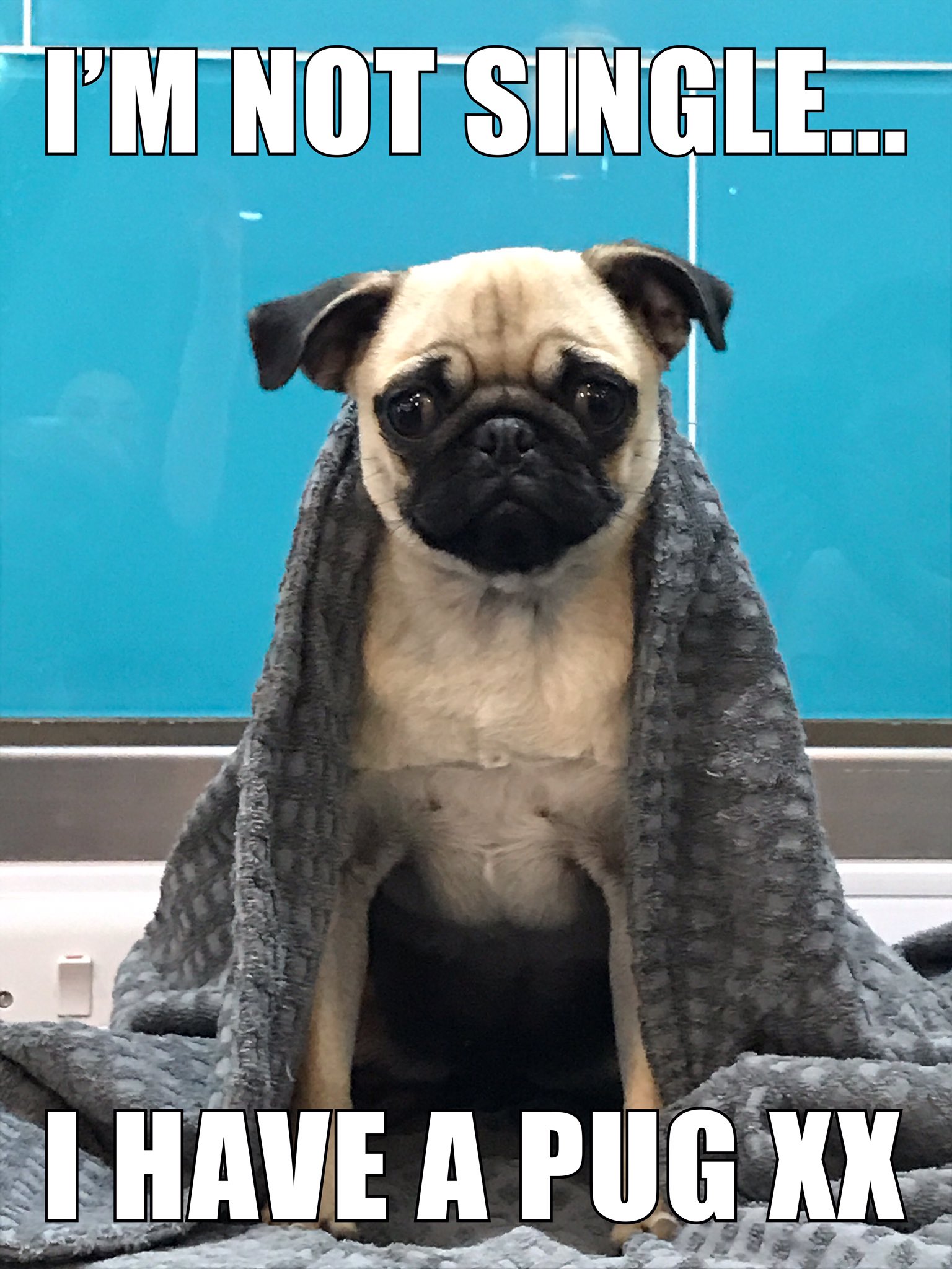 14 Funny Pug Memes That Will Make You Happy!