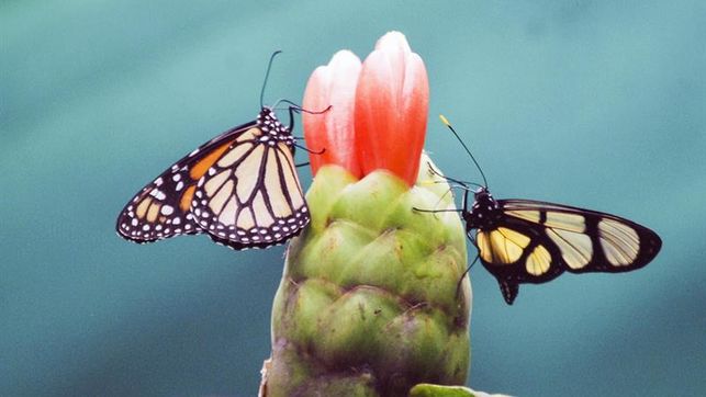 EntomoNews's tweet photo. Por qué están desapareciendo los #insectos y qué podemos hacer para evitarlo https://t.co/tQiyro8alB vía @eldiarioInt #extinción #biodiversidad https://t.co/a9oFfpuq1i