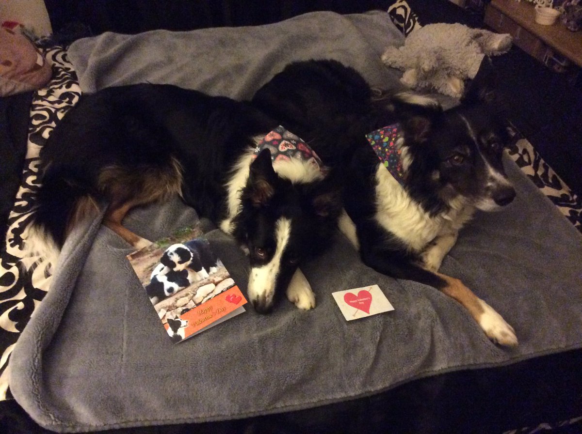 MarishkaMistry's tweet photo. @PetsatHome Milla n Meadow sending out love on #ValentinesDay #VIPheart #BorderCollies #ValentinesDay2019 @BCTGB πΎππΎ https://t.co/ybNAs6rrnM