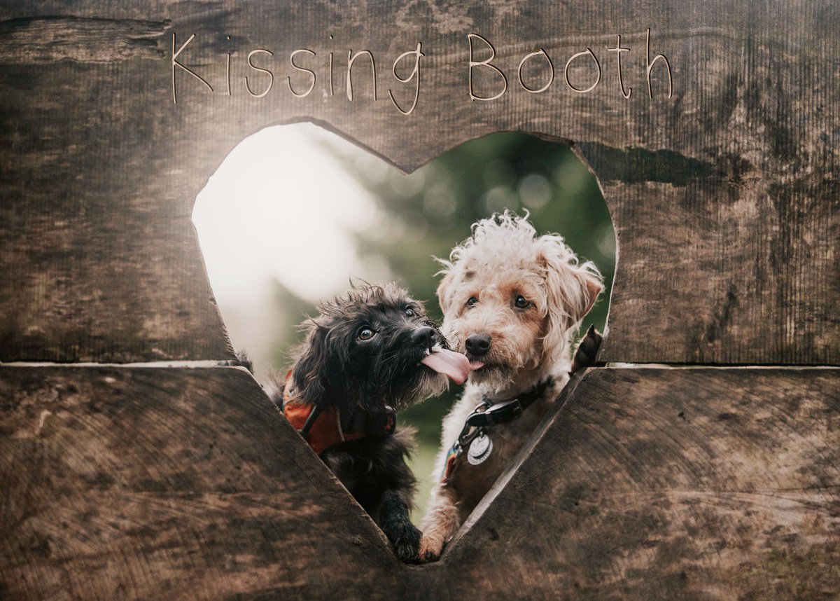 Happy #Valentines day! Who wants a kiss from these two handsome boys? 

#ValentinesDay2019 #ValentinesDay #LoveIsInTheAir #ValentineDay #valentinedog