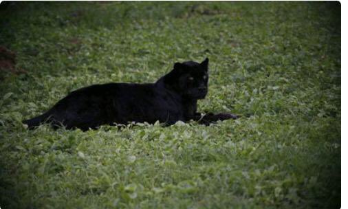 KiamaKaara's tweet photo. Come see the #BlackPantherInLaikipia @NdirituMuriithi @JohnMwanikiM @mbenekam @nickbiwott @NjengaKahiro @LaikipiaCountyG @TheEconomist @TheSun @TheTelegraph__ @nytimes @guardian @dailynation @StandardKenya @TheStarKenya @mailandguardian @KTNKenya @ntvkenya @tunajibu https://t.co/wbQs6bW4sc