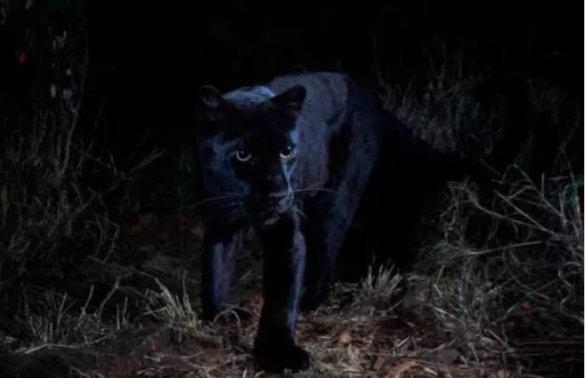 KiamaKaara's tweet photo. Come see the #BlackPantherInLaikipia @NdirituMuriithi @JohnMwanikiM @mbenekam @nickbiwott @NjengaKahiro @LaikipiaCountyG @TheEconomist @TheSun @TheTelegraph__ @nytimes @guardian @dailynation @StandardKenya @TheStarKenya @mailandguardian @KTNKenya @ntvkenya @tunajibu https://t.co/wbQs6bW4sc