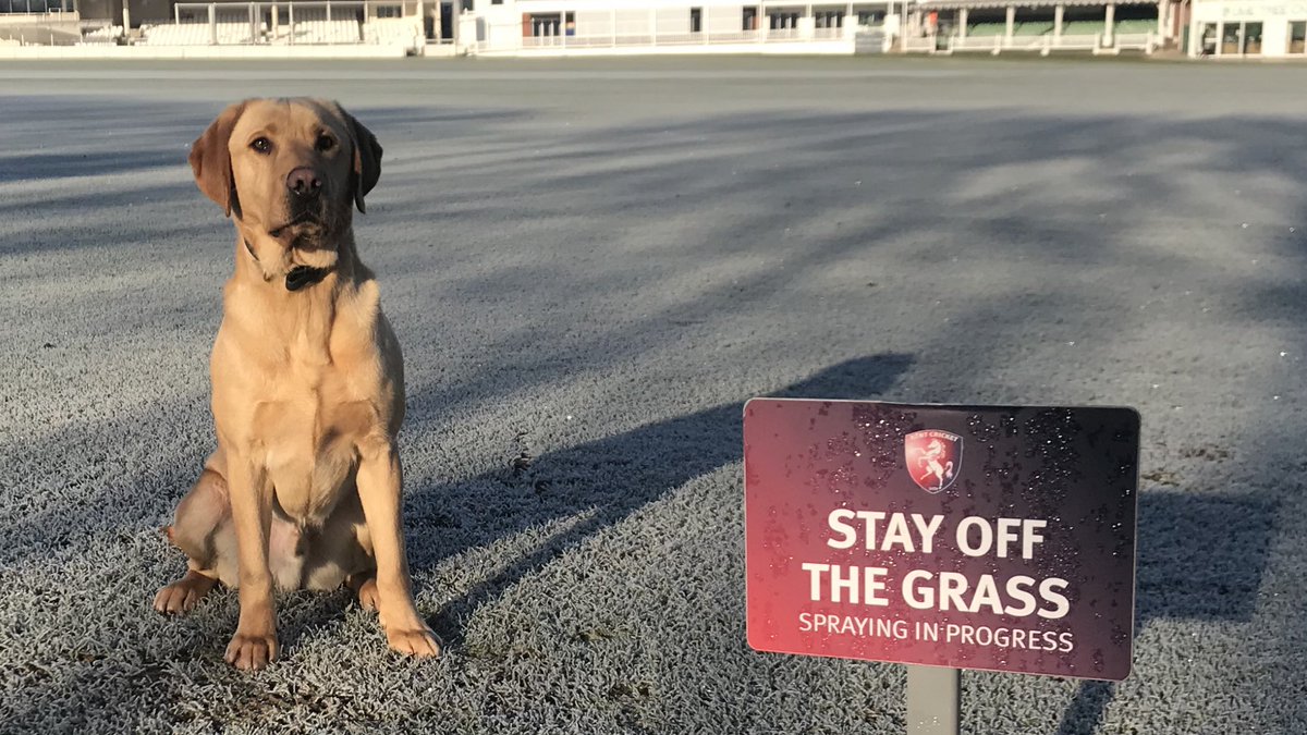 KPTacOps's tweet image. Meet our bad boy rule breaking #explosivedetectiondog Derek.  He’s on patrol today protecting the people of #kent - #counterterrorism #labrador #therewasnosprayingtoday
#dontbeaderek NM