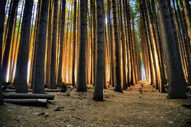 Showing off not long after dawn
#sugarpinewalk #bagostateforest #tumbarumbaregion #tumutregion #visitriverina #visitwagga #snowymountainsnsw bit.ly/2Dy4is4