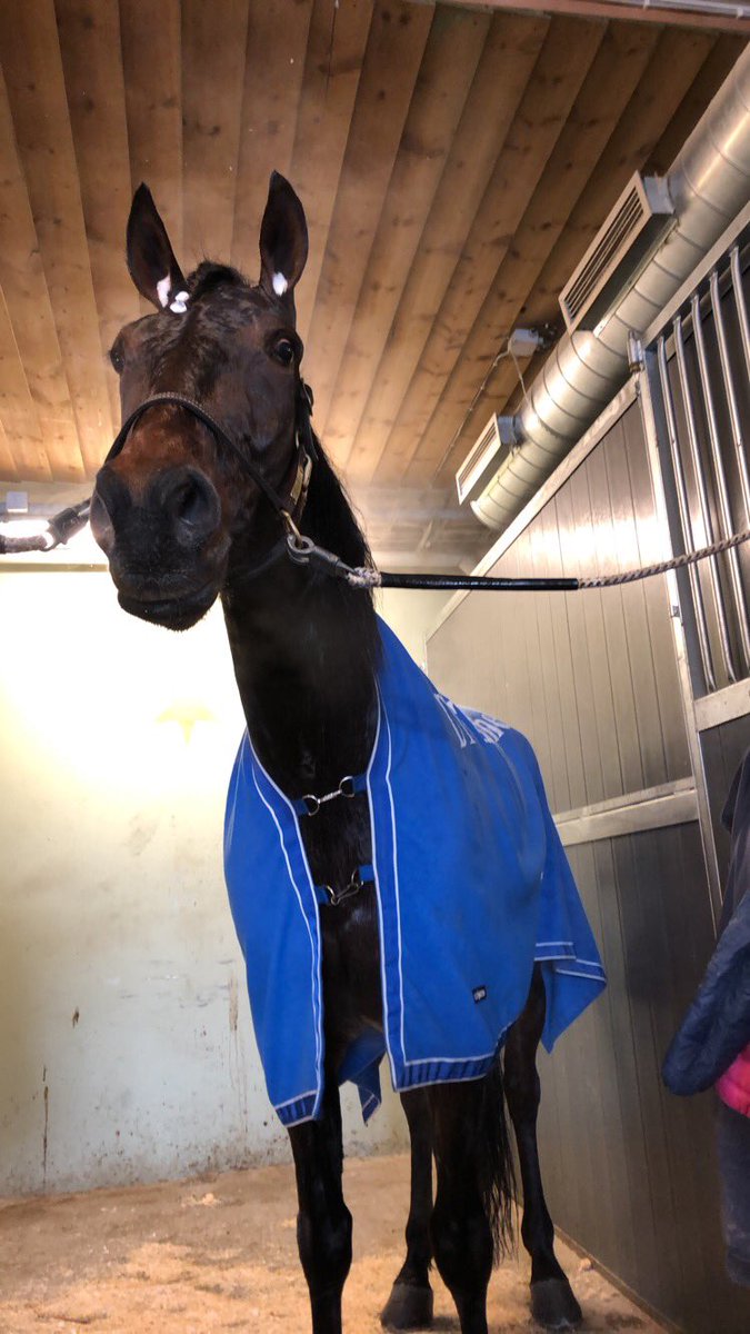 Looking Sharp får endelig en fortjent seier 👑🥇 #teamkihle #bjerketravbane #1seier #flerivente😁
