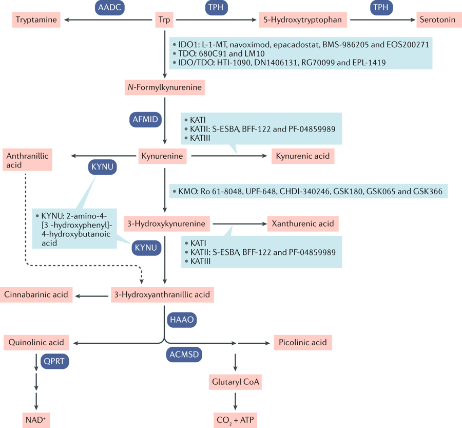 NatRevDrugDisc's tweet photo. Tryptophan metabolism as a common therapeutic target in cancer, neurodegeneration and beyond - a new review https://t.co/1ulnCjAgTB https://t.co/SmjhKcOCSB
