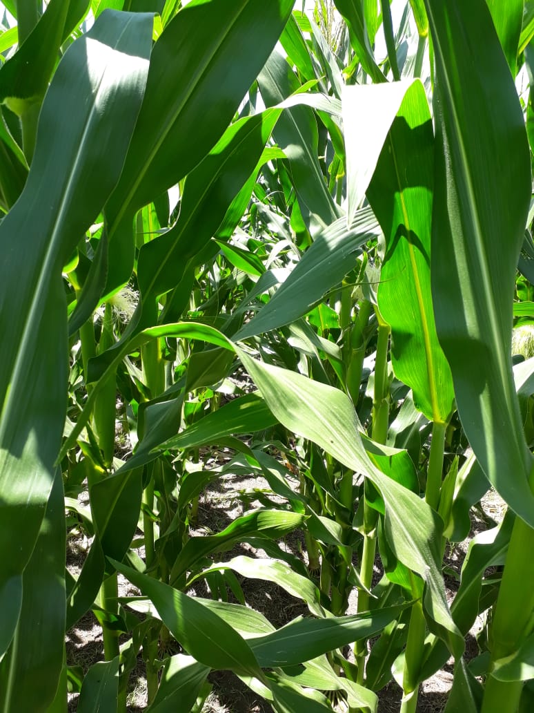 fedemoriones's tweet photo. Recorrida ensayo eNeTOTAL Plus y validación de tecnologías AgTech. Gracias SolAgro (Agropecuaria Lacor S.A.) y Belén García por la buena predisposición. @ProfertilNutri https://t.co/3y6ZdqB9qs