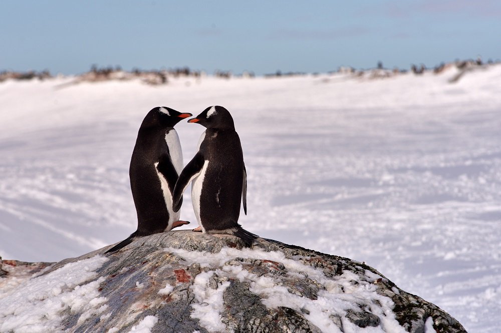 Happy Valentine's Day from your exotic friends around the world!

#valentinesday #travel #enchantingtravels