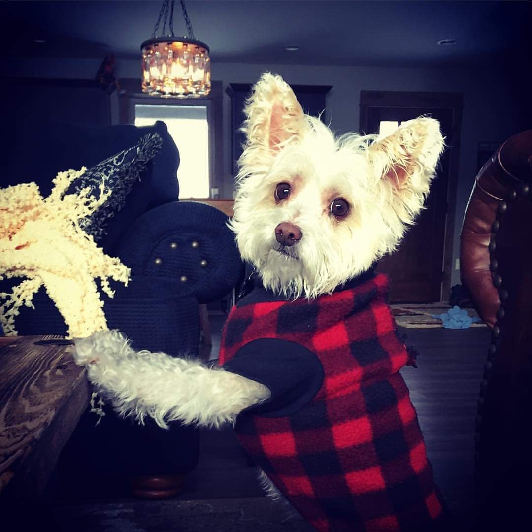 julieseedhouse's tweet photo. @darth This is Maximus, aka #tinyasshole π https://t.co/i6I2pvB2Ti