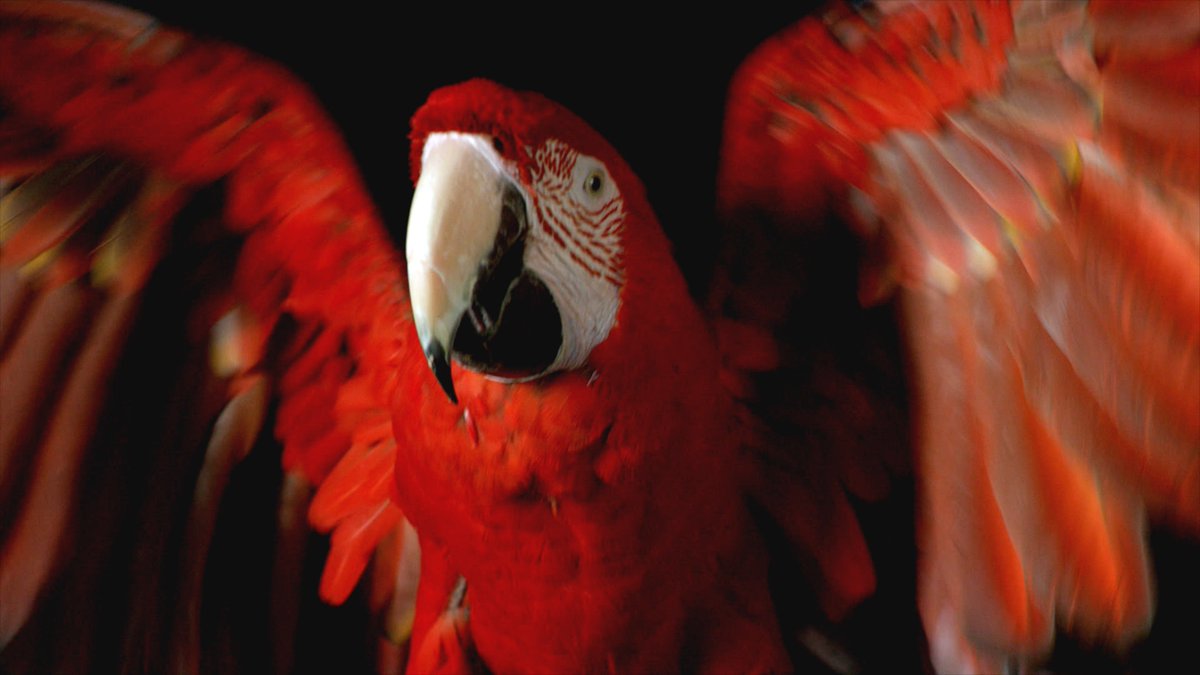 This #Valentines2019 we're celebrating the Scarlet Macaw! When they mate, they spend their whole lives together raising chicks, sharing food and grooming each other #CoupleGoals. This beautiful bird was photographed for #OneStrangeRock ep 5, now available to watch on @netflix 🥰