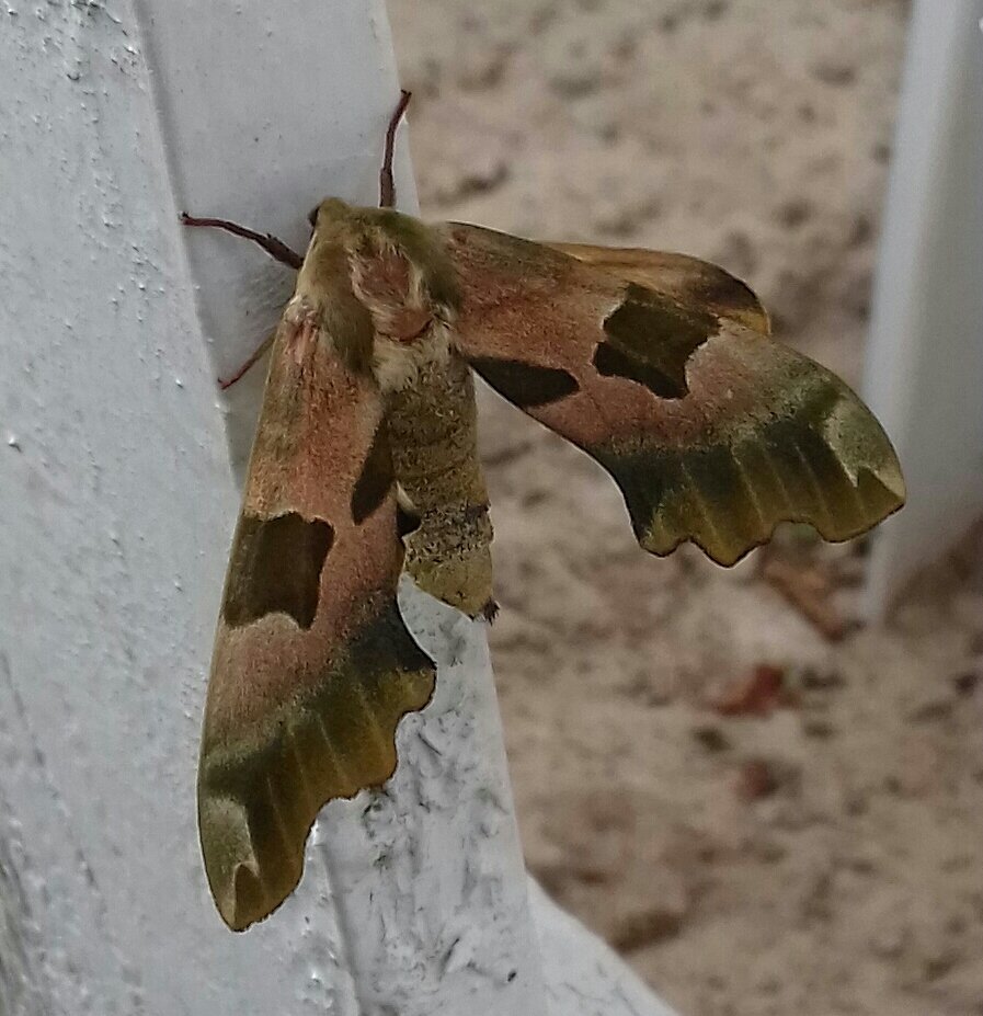 Echiumworld's tweet image. Do we really need a reason to grow amazing #echium? #saveinsects #bees #butterflies #ladybirds #moths