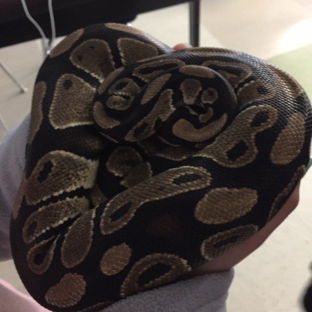 cgarrison5526's tweet image. When your #psmsProgramming students are excited when your #ballpython #classroompet is also celebrating #ValentinesDay2019. #Percytheballpython @PetsinClassroom @PSMSBulldogs @GirlsWhoCode @CodeHS
