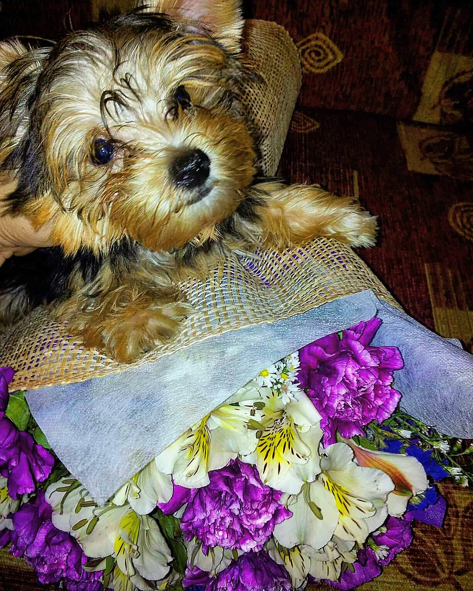 estoymarkangelo's tweet photo. Happy β€'s day. Greetings from Carlisle (when he was 3 months old).
#throwbackthursday #throwback #valentines #happyvalentinesday #dog #doglovers #doggo #yorkshireterrier #yorkie #puppy #wimpets #wheninmanilapets #DiscoverMNL #like #follow #photooftheday #love https://t.co/5wgDOk1yrP