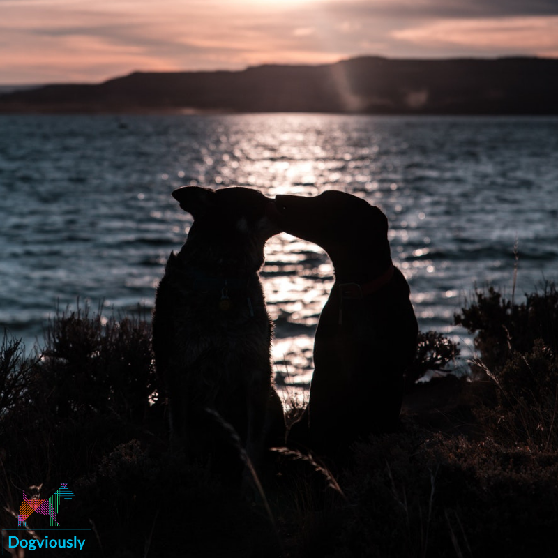 dogviously's tweet image. Happy Valentine's Day! We hope that you'll have a fantastic day with your loved ones and fur companions!