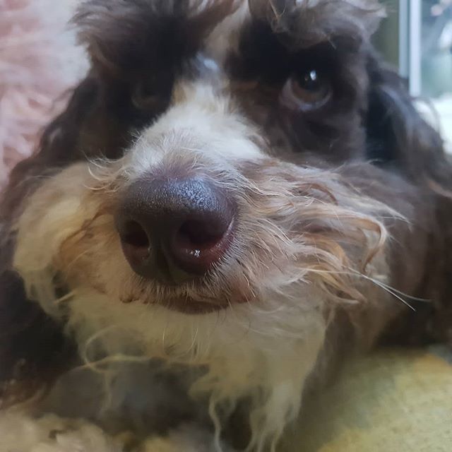 MiaReadsBooks's tweet photo. Yep, it's sure been a long week!

#Hunter #huntertheschnoodle #schnoodle #schnoodles #schnoodlesofinstagram #dailydog #dogoftheday #dogstagram #dogsofinstagram #instadog #doglife #lovedogs #doglover #ohmydog #Melbourne #dog #dogs #hipsterdog #beardeddog … https://t.co/ZtQvhFi9I9 https://t.co/gSttvceDCH
