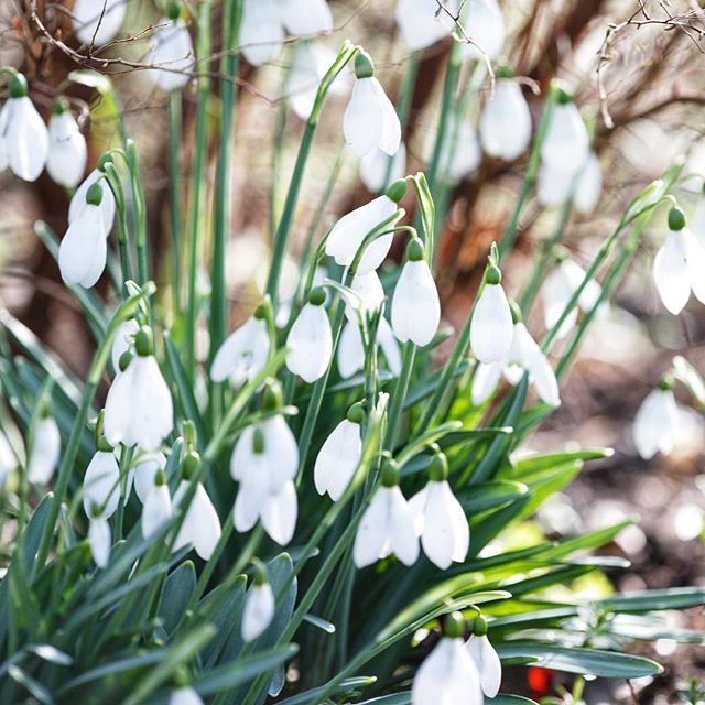 Snowdrops in the February sunshine - a balm for the spirit! #cherishandrelish_february #februaryflowers #winterblooms #winterflowers #snowdrops #winterbulbs #aseasonalshift #winterstories #wintermagic #myseasonalstory #embracingtheseasons #inmygarden #as… bit.ly/2STuCGM