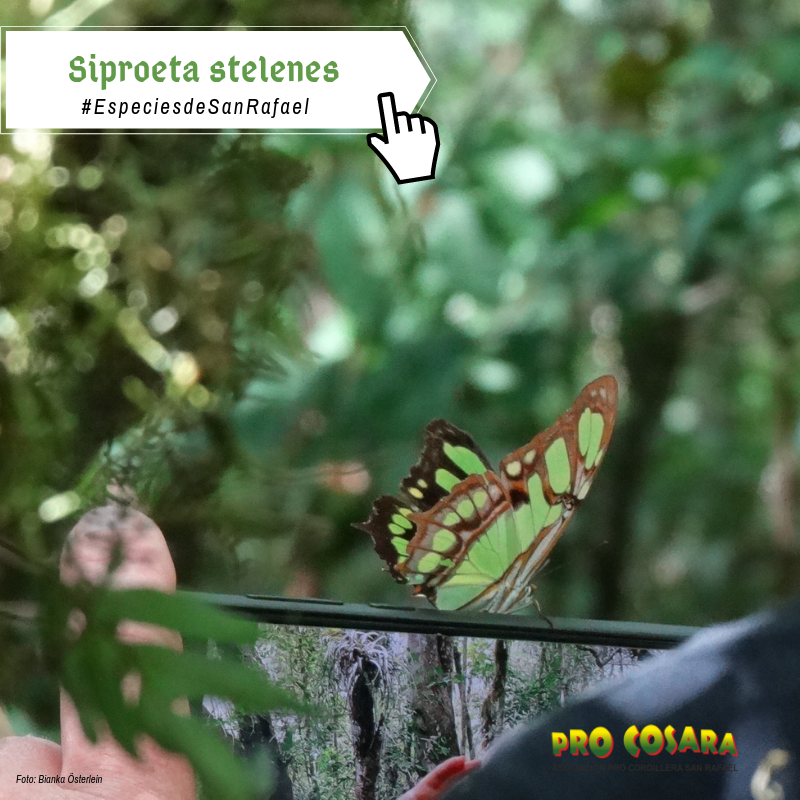 ProCosara's tweet photo. Algunas especies de insectos que habitan San Rafael. 

📍Sede Operativa de PRO COSARA - Yataí, Alto Verá (Itapúa) 

#baapa #bosqueatlantico #procosara https://t.co/1EBDd0xxWV