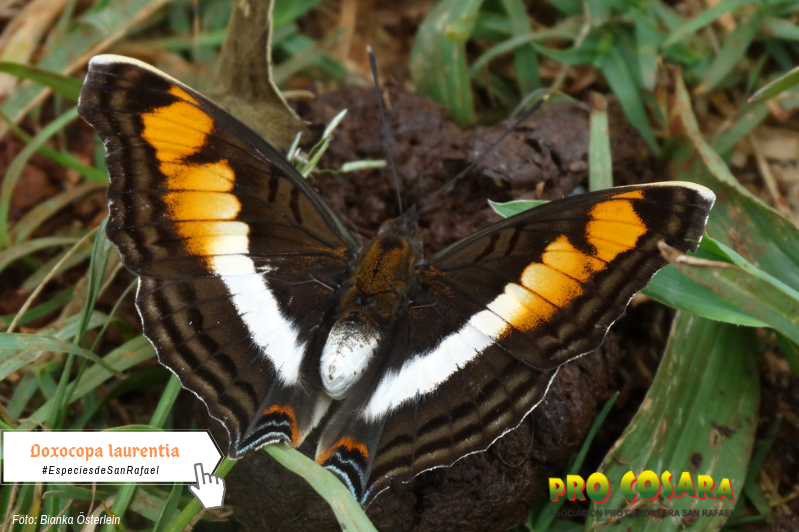 ProCosara's tweet photo. Algunas especies de insectos que habitan San Rafael. 

📍Sede Operativa de PRO COSARA - Yataí, Alto Verá (Itapúa) 

#baapa #bosqueatlantico #procosara https://t.co/1EBDd0xxWV