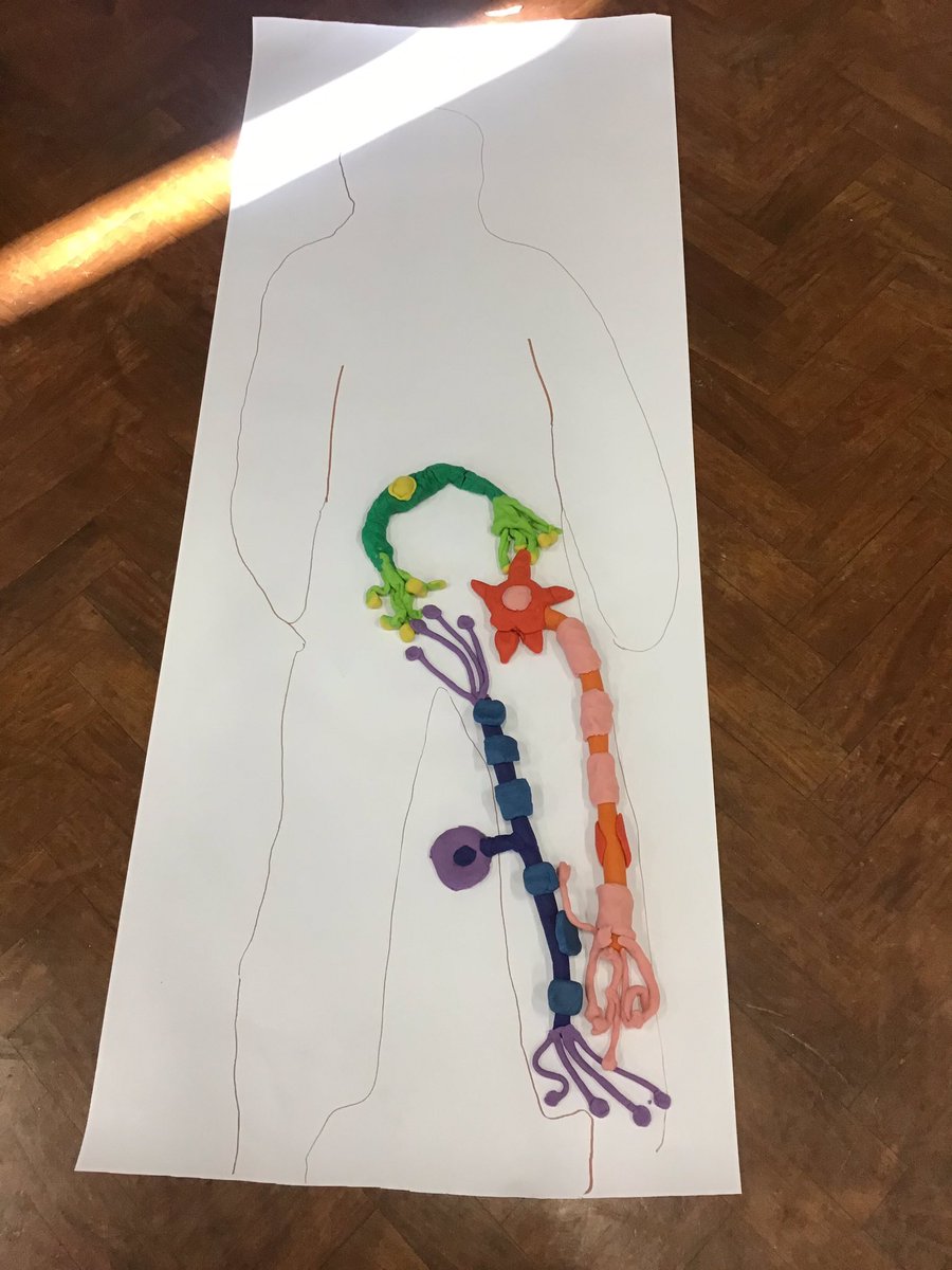 missgriffithsy6's tweet image. Class 6 have had a fab morning with the Uni of Notts learning about neuroscience. We’ve learnt about different neurones in our body and how they work. Thank you so much for the students for letting us be a part of @NottsFOSAC @sneintonprimary #science #fosac #neuroscience
