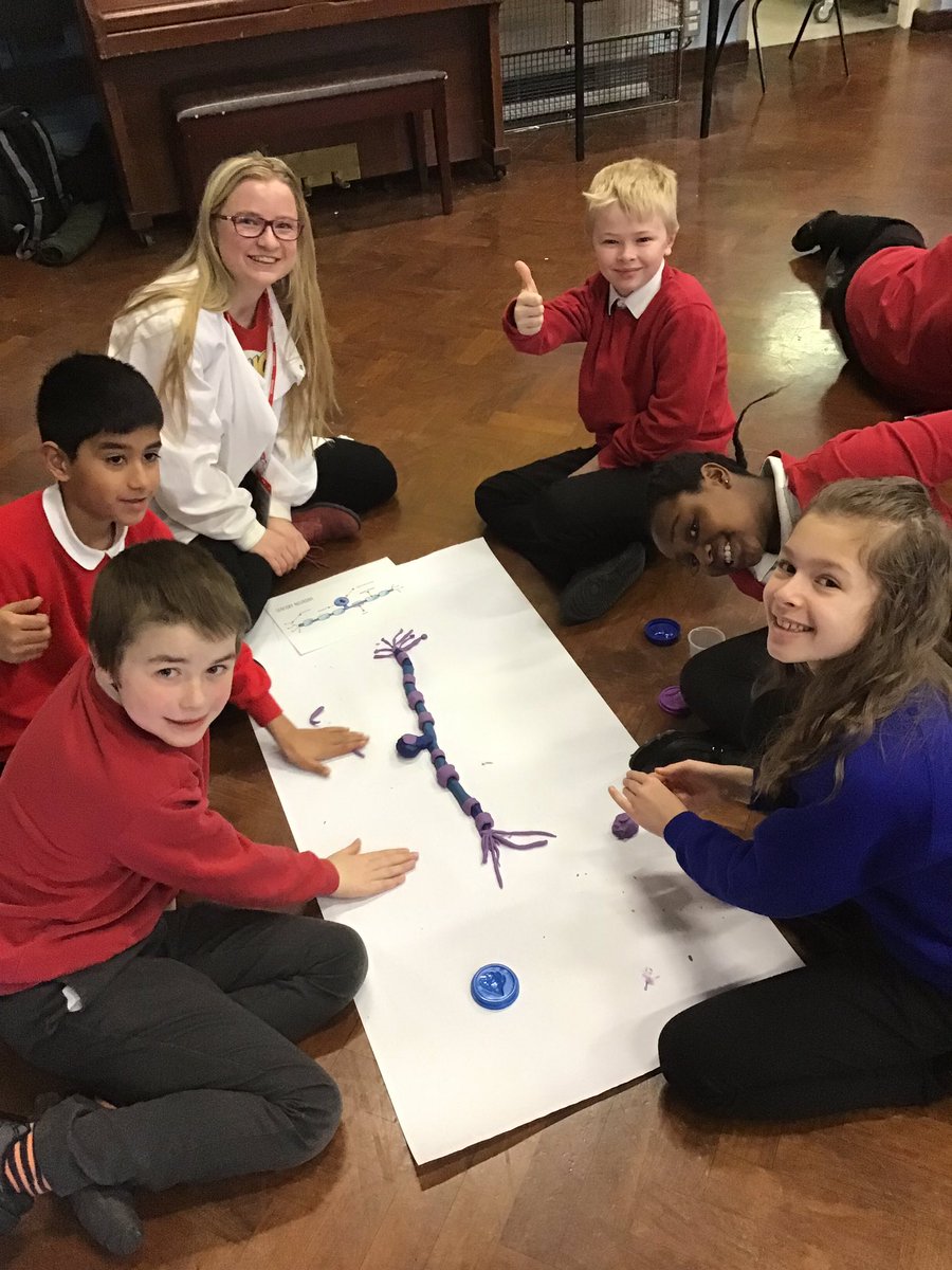 missgriffithsy6's tweet image. Class 6 have had a fab morning with the Uni of Notts learning about neuroscience. We’ve learnt about different neurones in our body and how they work. Thank you so much for the students for letting us be a part of @NottsFOSAC @sneintonprimary #science #fosac #neuroscience
