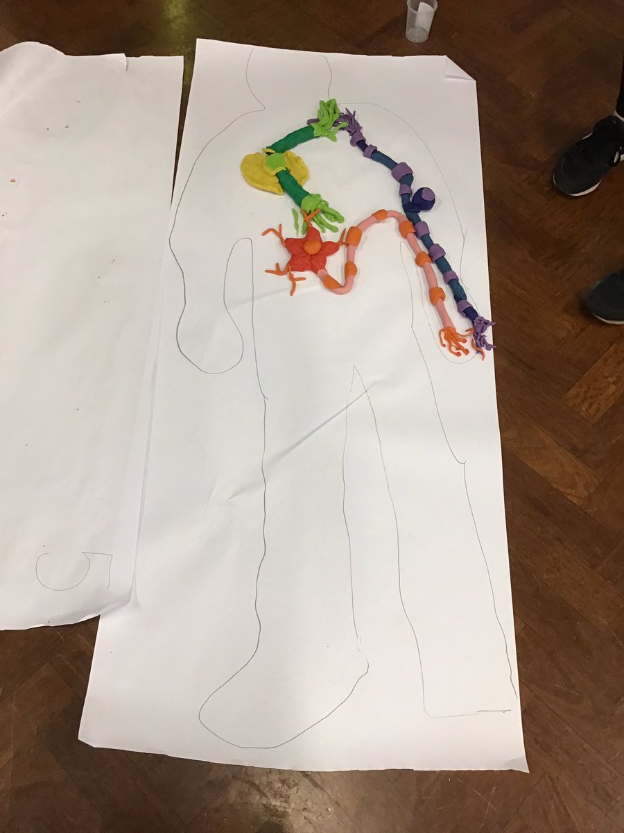 missgriffithsy6's tweet image. Class 6 have had a fab morning with the Uni of Notts learning about neuroscience. We’ve learnt about different neurones in our body and how they work. Thank you so much for the students for letting us be a part of @NottsFOSAC @sneintonprimary #science #fosac #neuroscience