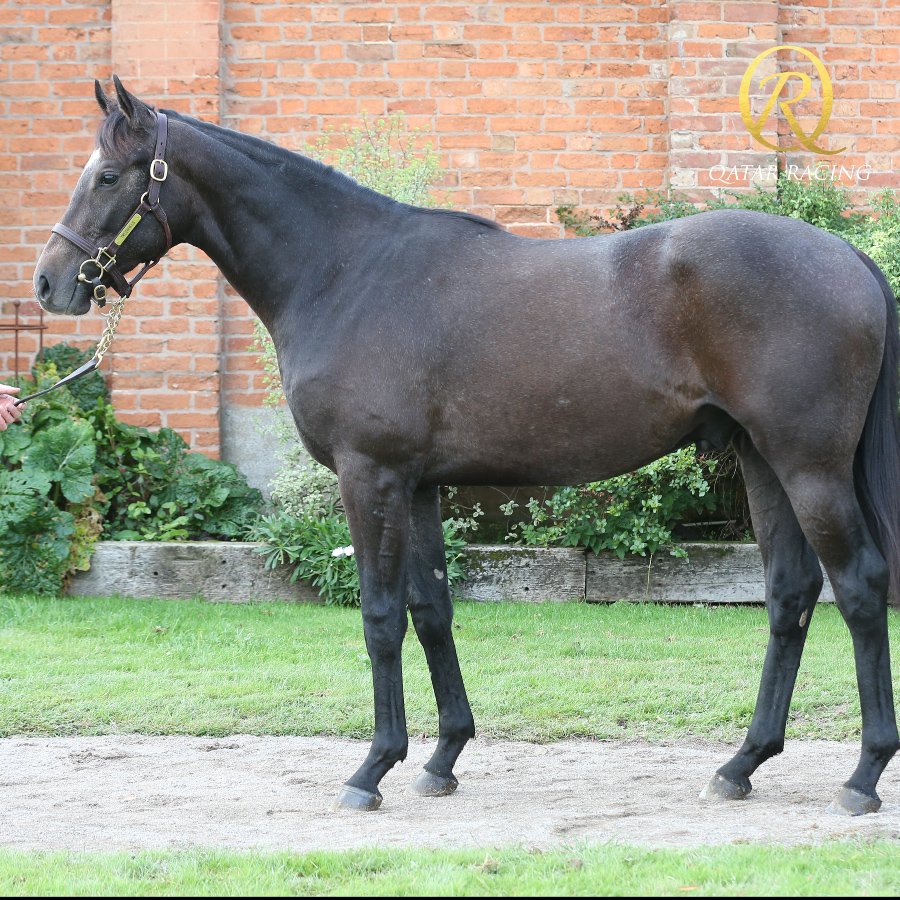 #ThrowbackThursday - Recognise this future star? 
A young ROARING LION looking 👌