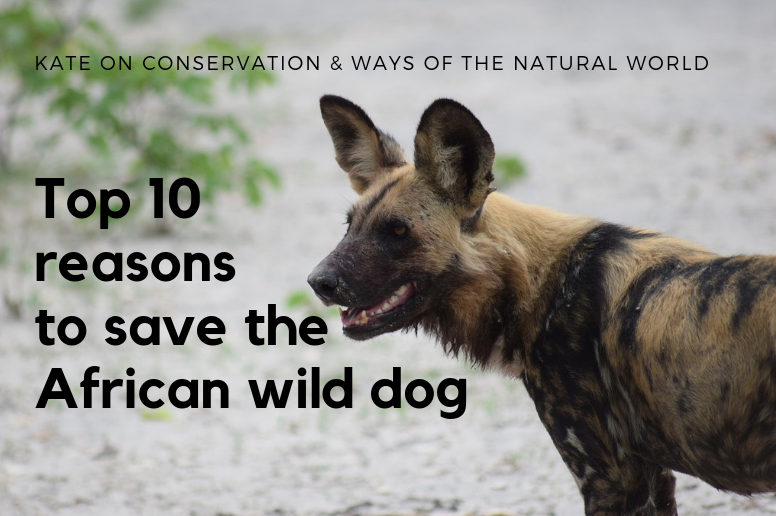 KateConsrvation's tweet photo. Fall in love with African wild dogs this #ValentinesDay ! @TolgaAktas_  and I have collated our personal top 10 reasons for saving the rare and beautiful African painted dog / painted wolf. See if you agree here: https://t.co/LNdE2kVb15 #ThursdayThoughts #Valentines #ValentineDay https://t.co/SxyWo2GevP
