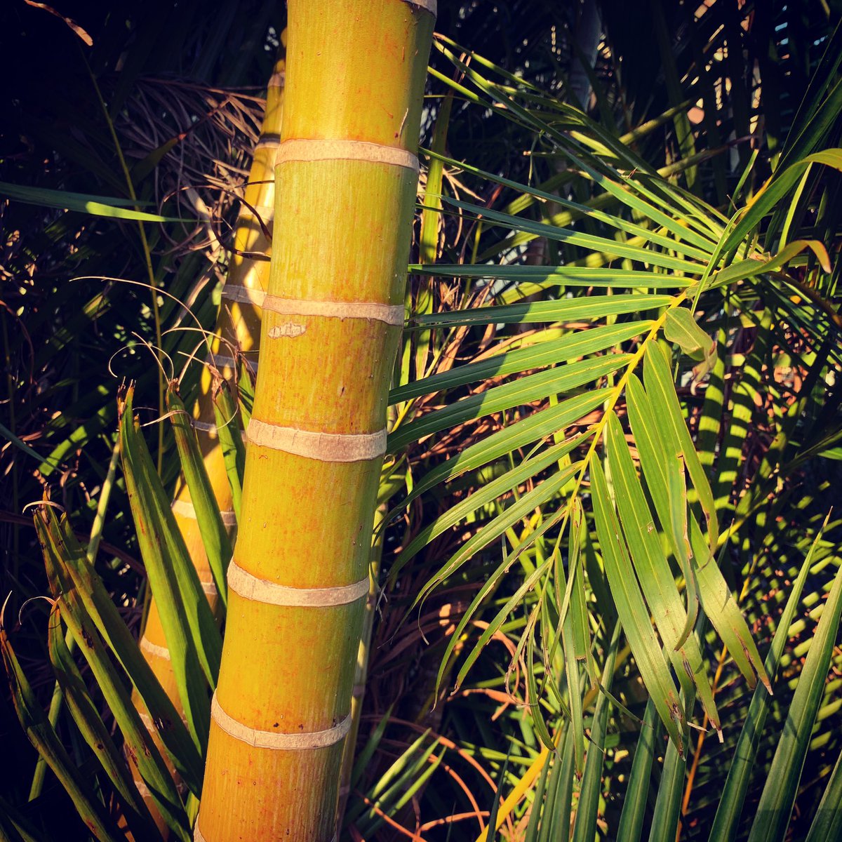 Trees Of Sydney On Twitter Dypsis Lutescens Golden Cane Palm