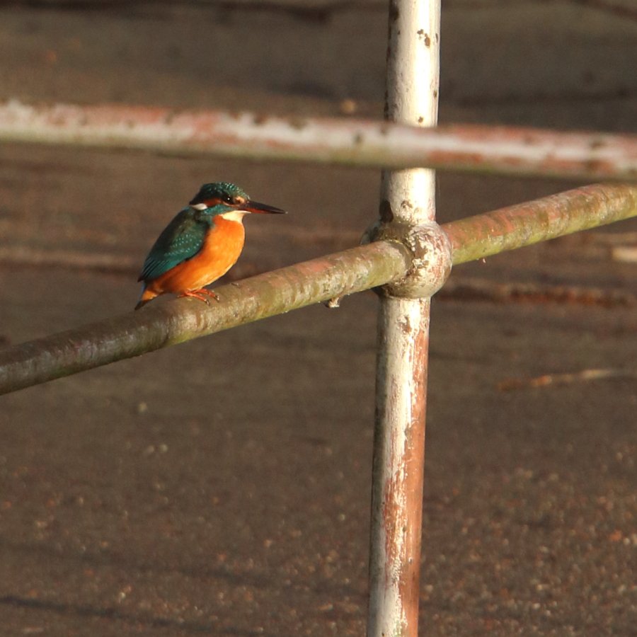 naturebygreen's tweet photo. Loved @BBCiPlayer #naturedates with @ChrisGPackham & @jack_charlesf at @E17Wetlands - one of my favourite locations. Delighted you saw the kingfisher.
#masterstroke to engage wider audience with nature.
Only question is why you didn't have vegan cake in the Wetlands cafe? https://t.co/0F8d72sJIa